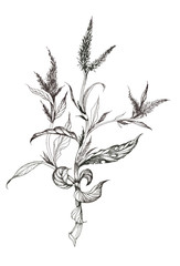 Hand drawn painting with field plants on white background.