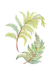 Fototapeta na wymiar Hand drawn painting with colorful branches of fern on white background.