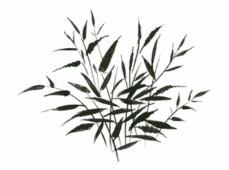 Hand drawn painting with field plants on white background.