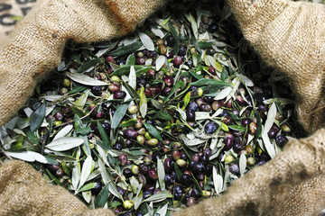 Greece, Peloponnese, Messinia, Kalamata, olive harvest, hand-picked olives collected into a sack.