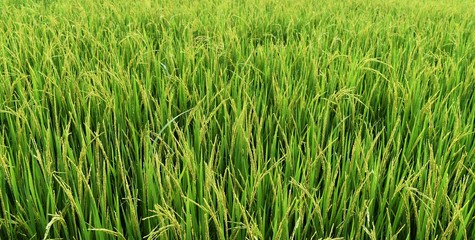 green rice in rice field for nature background