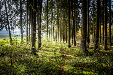 light forrest