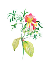 Hand drawn bleeding heart flowers isolated on white background