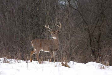 White-tailed deer buck in the winter snow in Canada