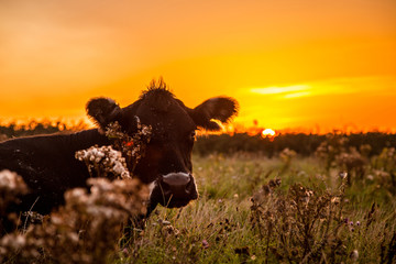 Relaxing cow in the sunset