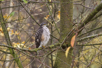 Eurasian sparrowhawk