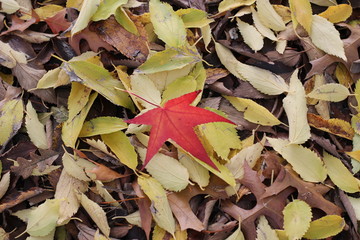 Autumn red leaf