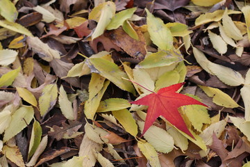 Red leaves in Autumn