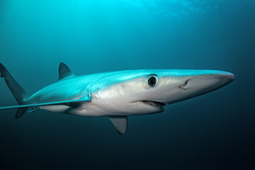 blue shark, prionace glauca, South Africa