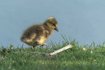 gray gosse (anser anser)