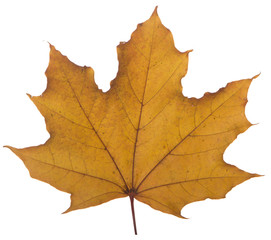 Naklejka na ściany i meble yellow maple leaf on a white background is the most commonly used sun symbol