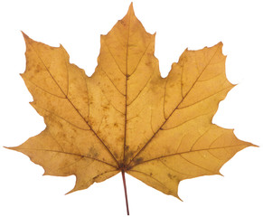 Naklejka na ściany i meble yellow maple leaf on a white background is the most commonly used sun symbol
