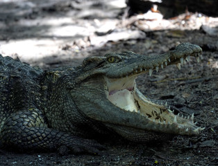 Crocodile with stagnant