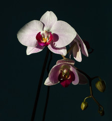A magnificent branch of an orchid with large flowers blossomed in the background