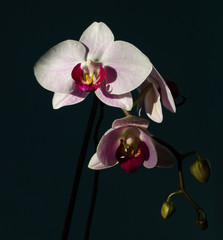 Fototapeta premium A magnificent branch of an orchid with large flowers blossomed in the background