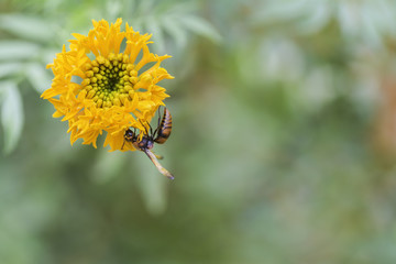 Insect on marigold petals