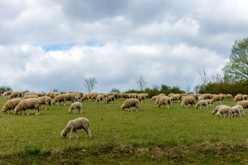 Fototapeta premium Sheep in the field