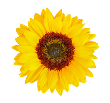 sunflower (Helianthus annuus) isolated on white background, clipping path included