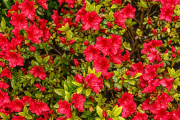 Fototapeta premium Floral background of azalea (rhododendron)