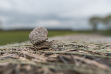 Snail on a straw bale