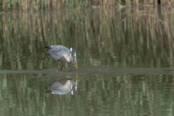 heron (Ardea cinerea)