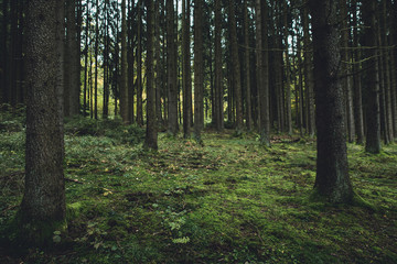 Obraz premium dark forrest