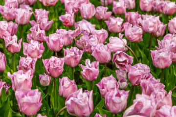 Obraz premium Beautiful flowers background.