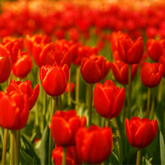 Beautiful flowers background.