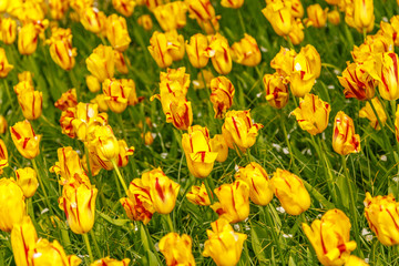 Beautiful flowers background.