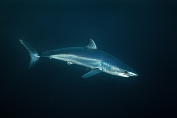 Naklejka premium mako shark, Isurus paucus, Republika Południowej Afryki