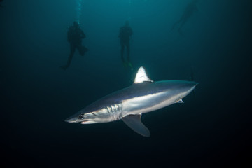 Obraz premium mako shark, Isurus paucus, South Africa