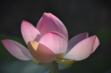 Lotus