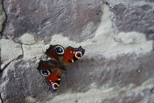 Papillon sur le mur