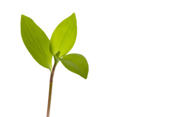 delicate bright green sprout isolated