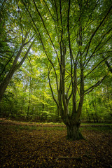 Obraz premium old tree forrest