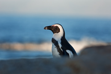 African penguin, spheniscus demersus, South Africa