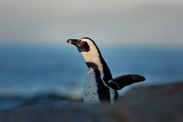 African penguin, spheniscus demersus, South Africa