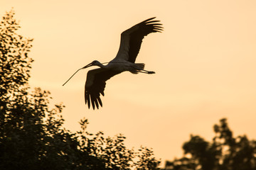 Wildlife photo flying stork in early sunny morning 
