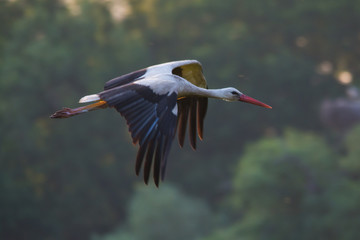 Wildlife photo flying stork in early sunny morning 