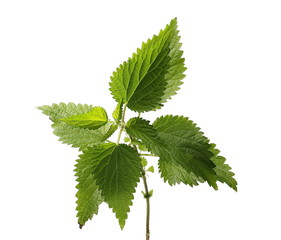 Stinging nettle leaf, isolated on white background