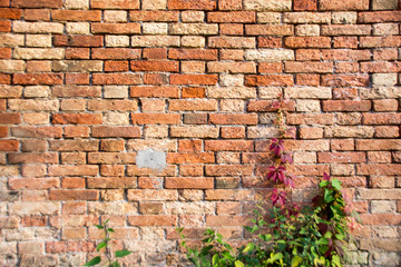Venedig - sch&ouml;ne alte Mauer mit Bewuchs