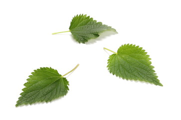 Stinging nettle leaves, isolated on white background