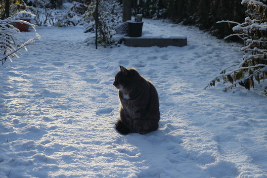 Chat gris dans la neige
