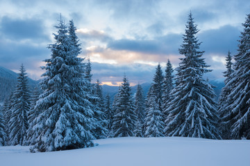 Huge spruces covered with snow under purple sky