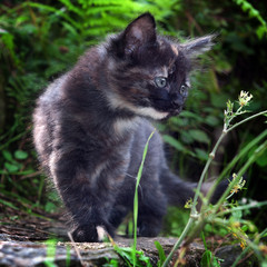 gatti felini animali domestici