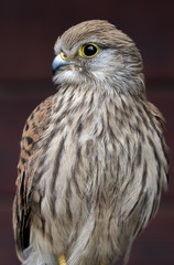 Bird of prey