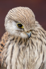 Bird of prey