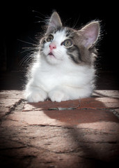 gatti felini animali domestici