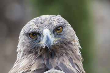 The Eagle