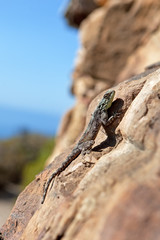 Agama, South Africa